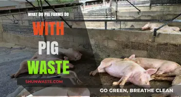 Managing Pig Waste: Sustainable Practices on Modern Pig Farms