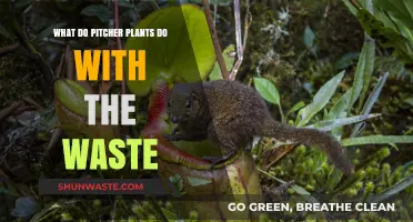 Pitcher Plants' Waste Management: Nutrient Recycling Secrets Revealed