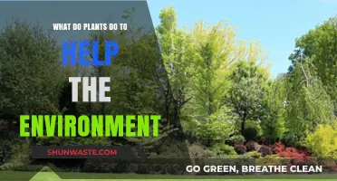 How Plants Purify Air, Combat Climate Change, and Sustain Ecosystems