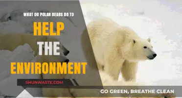 Polar Bears' Vital Role in Arctic Ecosystem Health and Balance