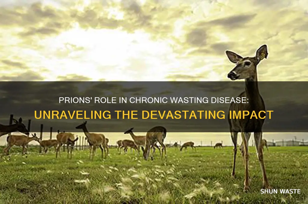 what do prions do with chronic wasting disease