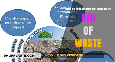 How Prokaryotes Efficiently Eliminate Waste: Essential Mechanisms Explained