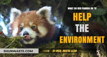 Red Pandas: Eco-Heroes and Their Vital Role in Forest Health