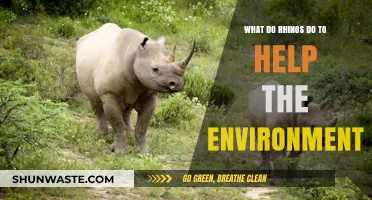 Rhinos' Role: How These Giants Support Ecosystems and Biodiversity