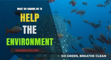 Sharks' Vital Role in Maintaining Healthy Ocean Ecosystems Explained