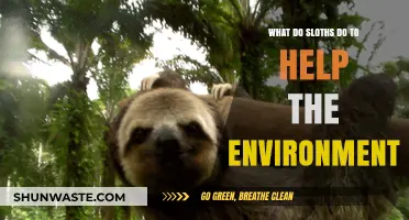 Sloths' Surprising Role in Sustaining and Enriching Our Ecosystems
