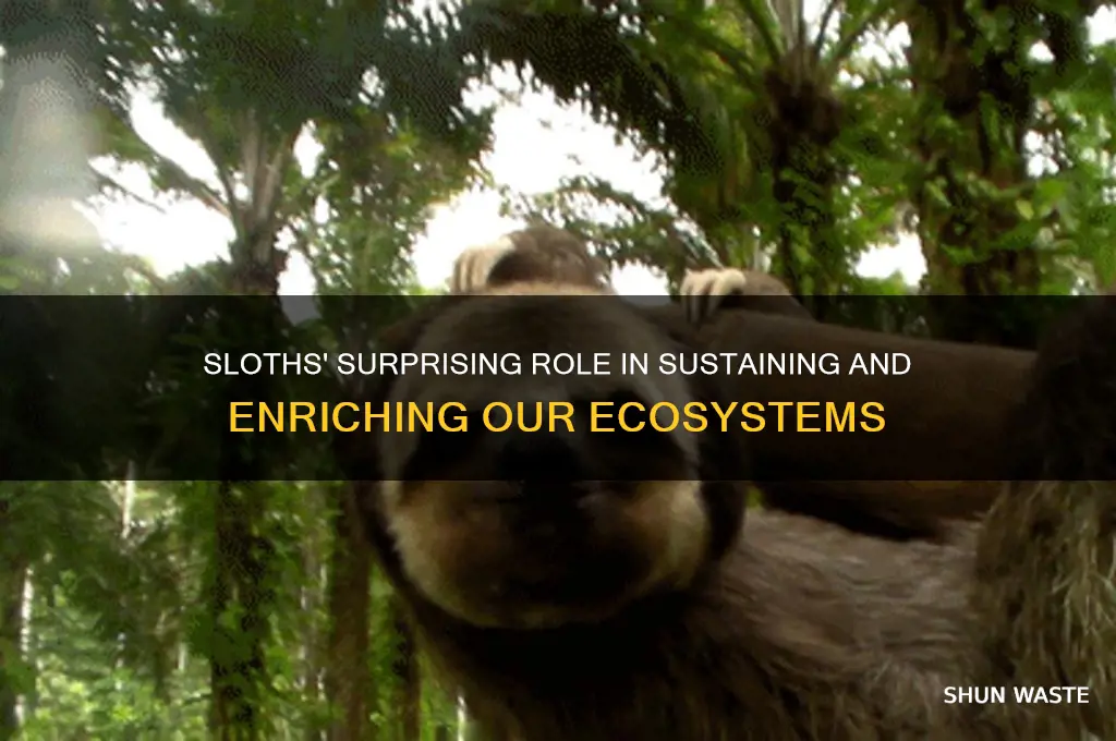 what do sloths do to help the environment
