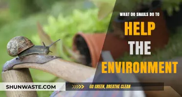 Snails' Surprising Role: Boosting Ecosystems and Soil Health Naturally