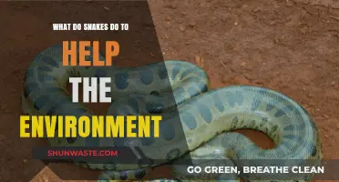 How Snakes Play a Vital Role in Balancing Ecosystems