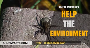 How Spiders Contribute to a Healthier, Balanced Ecosystem