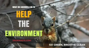Squirrels' Surprising Role: Boosting Ecosystems and Forest Health Naturally
