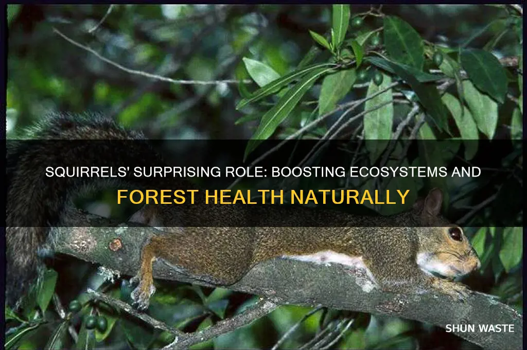 what do squirrels do to help the environment