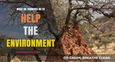 Termites: Unsung Eco-Heroes in Soil Health and Nutrient Cycling
