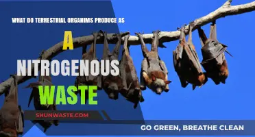 Nitrogenous Waste Production in Terrestrial Organisms: Processes and Products