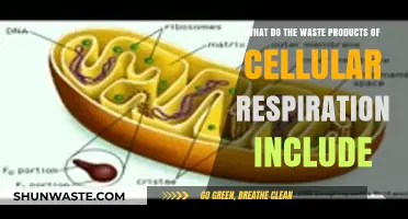 Cellular Respiration Waste: Unveiling the Byproducts of Energy Production