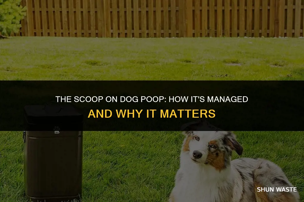 what do they do with dog waste