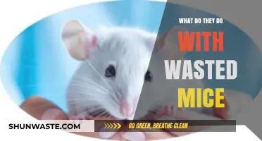Behind the Scenes: The Fate of Retired Lab Mice