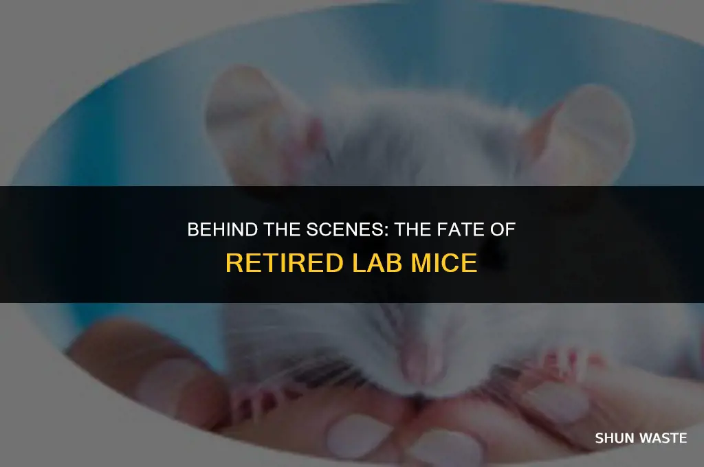 what do they do with wasted mice