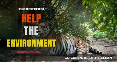 Tigers' Vital Role in Ecosystem Balance and Environmental Health