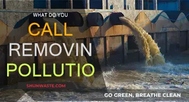 Reversing Pollution's Impact: The Environmental Healing Process