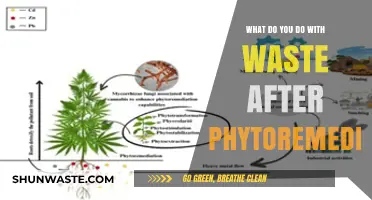 Sustainable Solutions: Managing Waste Post-Phytoremediation