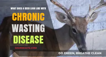 Understanding Chronic Wasting Disease: A Deer's Silent Struggle