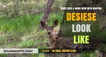 Understanding the Appearance of a Mule Deer with Wasting Disease