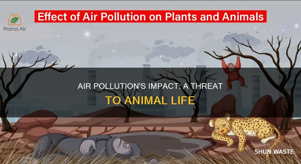 what does air pollution cause to animals