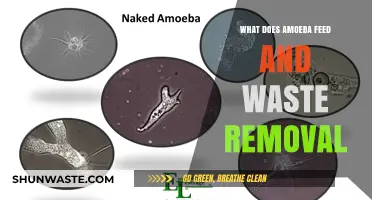 Amoeba's Feeding Habits and Waste Removal: A Microscopic Journey