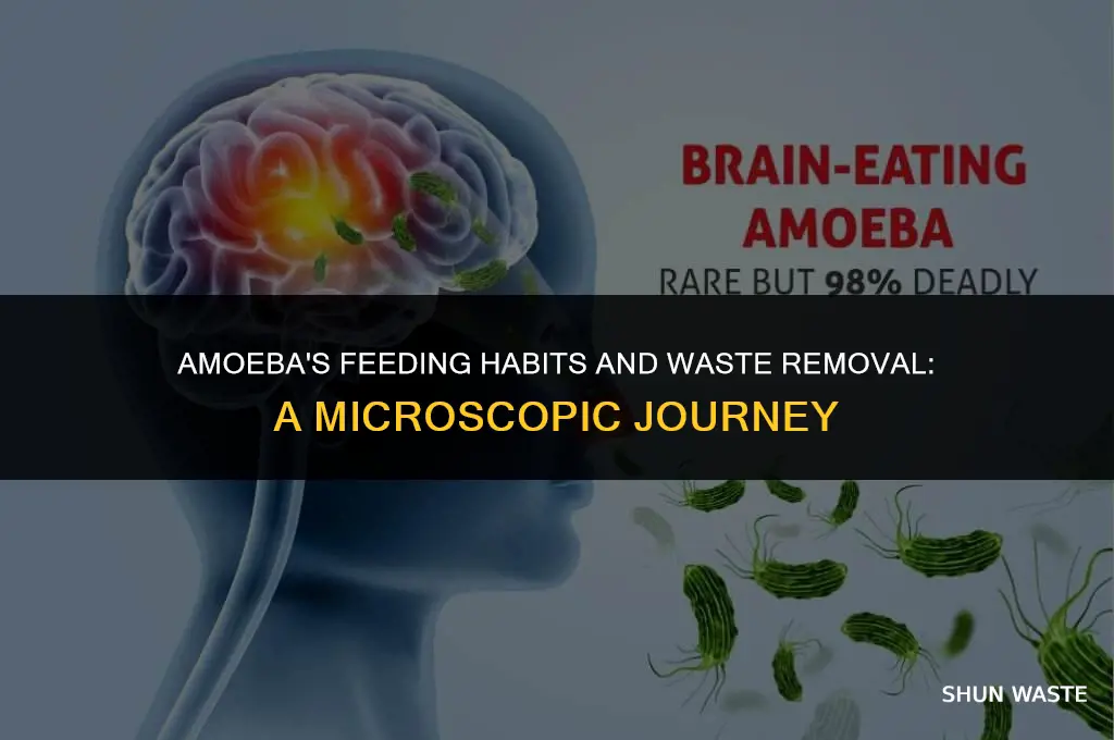 what does amoeba feed and waste removal