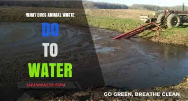 The Impact of Animal Waste on Water Quality: A Comprehensive Overview