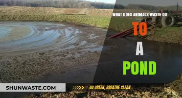 The Impact of Animal Waste on Pond Ecosystems: A Comprehensive Guide