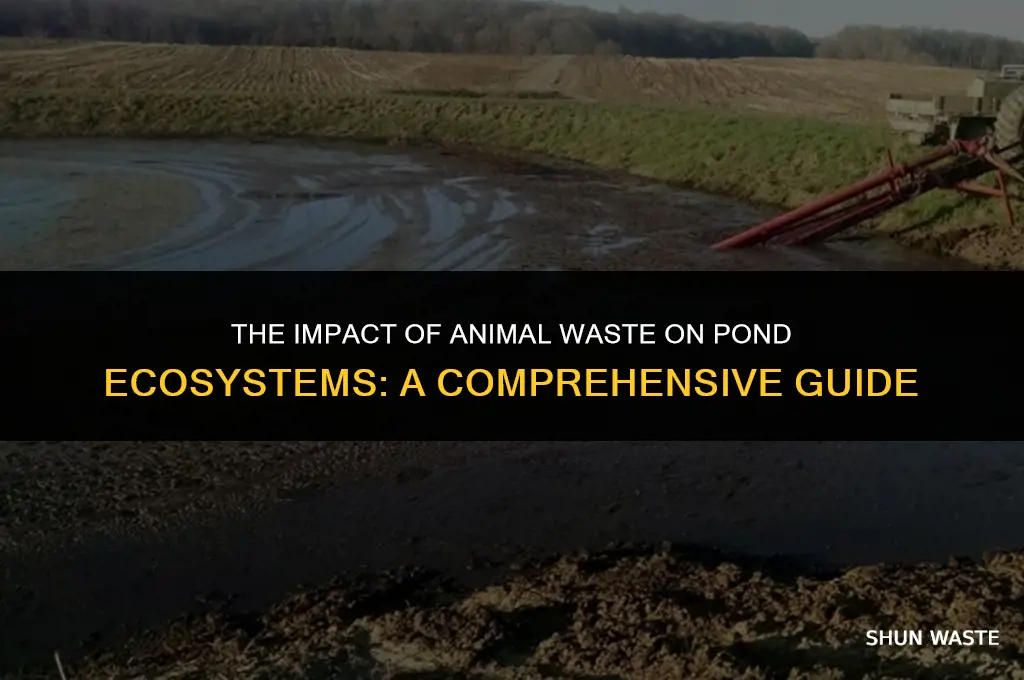 what does animals waste do to a pond