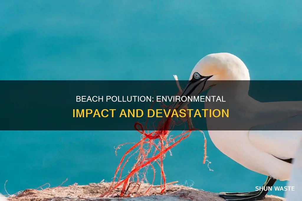 what does beach pollution do to the environment