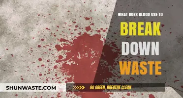 Nature's Cleanup Crew: How Blood Breaks Down Waste