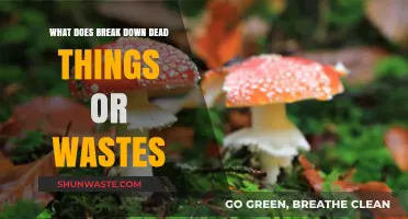 Nature's Cleanup Crew: How Decomposers Break Down Dead Things and Wastes