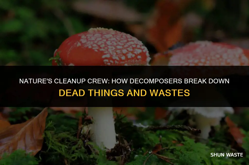 what does break down dead things or wastes