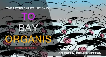 Car Pollution: Harming Bay Organisms' Health