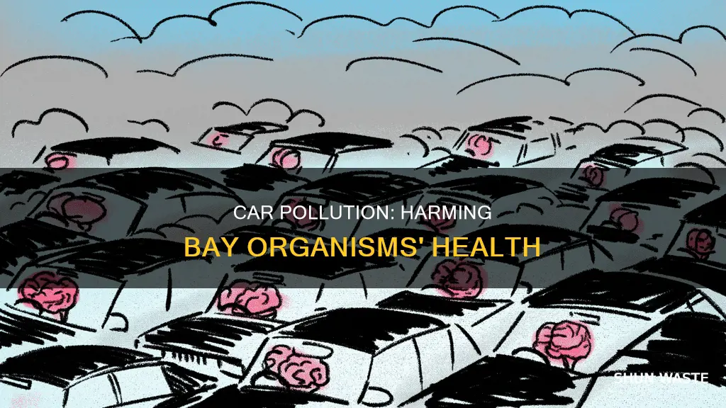 what does car pollution do to bay organisms