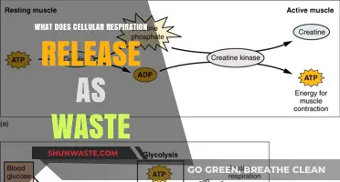 Unveiling the Waste Products of Cellular Respiration: A Comprehensive Guide