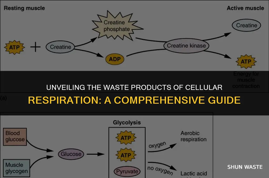 what does cellular respiration release as waste