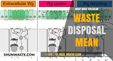 Unveiling Cellular Waste Disposal: A Journey into Intracellular Recycling