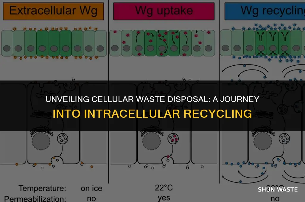 what does cellular waste disposal mean