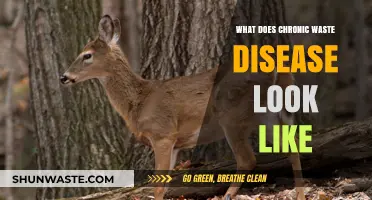 Unmasking Chronic Wasting Disease: Symptoms, Impact, and Visual Signs Explained