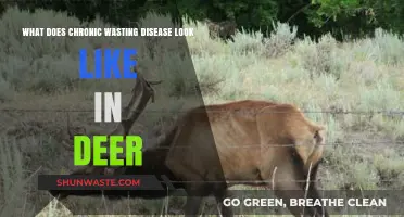 Chronic Wasting Disease in Deer: Symptoms, Impact, and Identification Guide