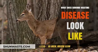 Unmasking Chronic Wasting Disease: Symptoms, Progression, and Visual Signs