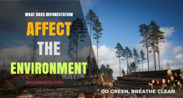 Deforestation's Devastating Impact: How Clearing Forests Harms Our Environment