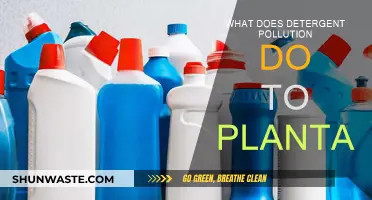 Detergent Pollution: A Slow Poison for Plants