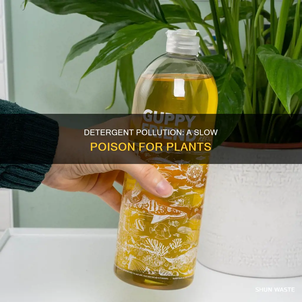 what does detergent pollution do to planta