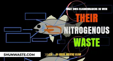 Unveiling the Secrets: How Elasmobranchs Manage Nitrogenous Waste